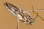 Backswimmer (za) (Notonectidae sp)